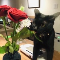 元気な黒猫の女の子です。