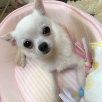 のあ