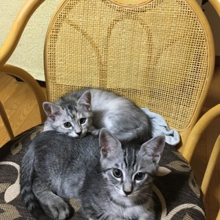 子猫【2匹一緒】里親募集
