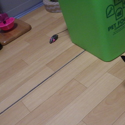 まるで ～ 部活 ！