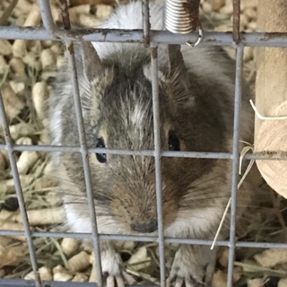 デグー  ブルーパイド色里親さん募集^ ^