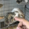 デグー  ブルーパイド色里親さん募集^ ^ サムネイル2