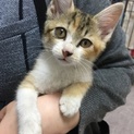 里親決定。甘えん坊三毛キジのユニちゃん