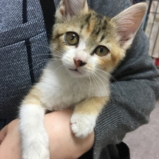 里親決定。甘えん坊三毛キジのユニちゃん