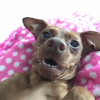 こまる