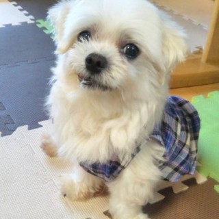 マルチーズのまーるくん