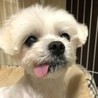 マルチーズのまーるくん サムネイル3
