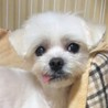 マルチーズのまーるくん サムネイル4
