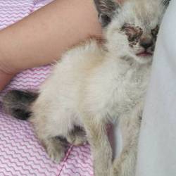 「遠い所から家族にお迎え？」サムネイル1