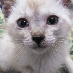 「遠い所から家族にお迎え？」サムネイル3