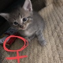 子猫 里親様募集します