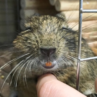 デグーの里親さんの募集をしております。【交渉中】