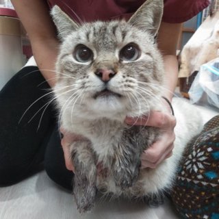 高齢者歓迎☆シャム風男子ヨリちゃん推定8歳