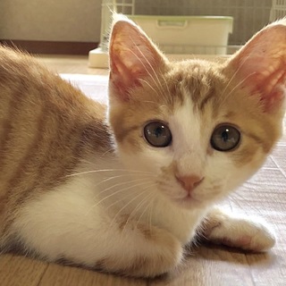 元気いっぱい甘えんぼの女の子　たらこちゃん