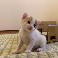 (仮名)えのき