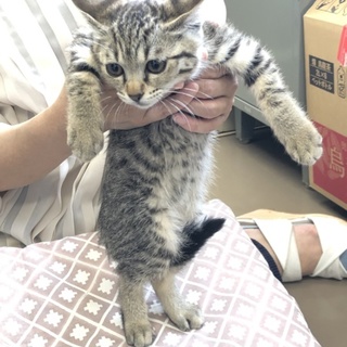 【至急】里親を募集しています