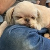 ペキニーズチワワMIX ナナちゃん サムネイル1