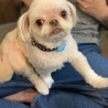 ペキニーズチワワMIX ナナちゃん サムネイル4