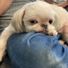 ペキニーズチワワMIX ナナちゃん サムネイル5
