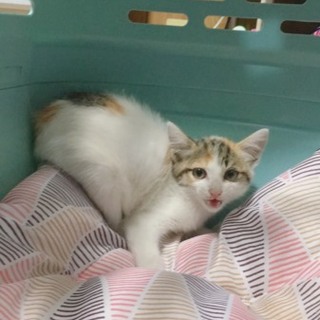 スリゴロのかまってちゃん