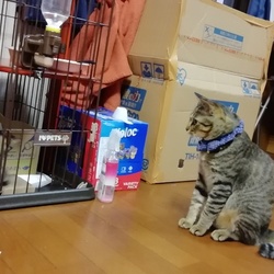 先住猫の茶々くんと新入り保護猫くん