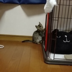 「先住猫の茶々くんと新入り保護猫くん」サムネイル2