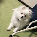 ポメラニアン血統書あり、お願いします。