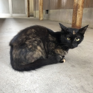 ！緊急！美形のサビ猫 ルナちゃん  額に三日月