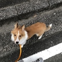 ミックス犬