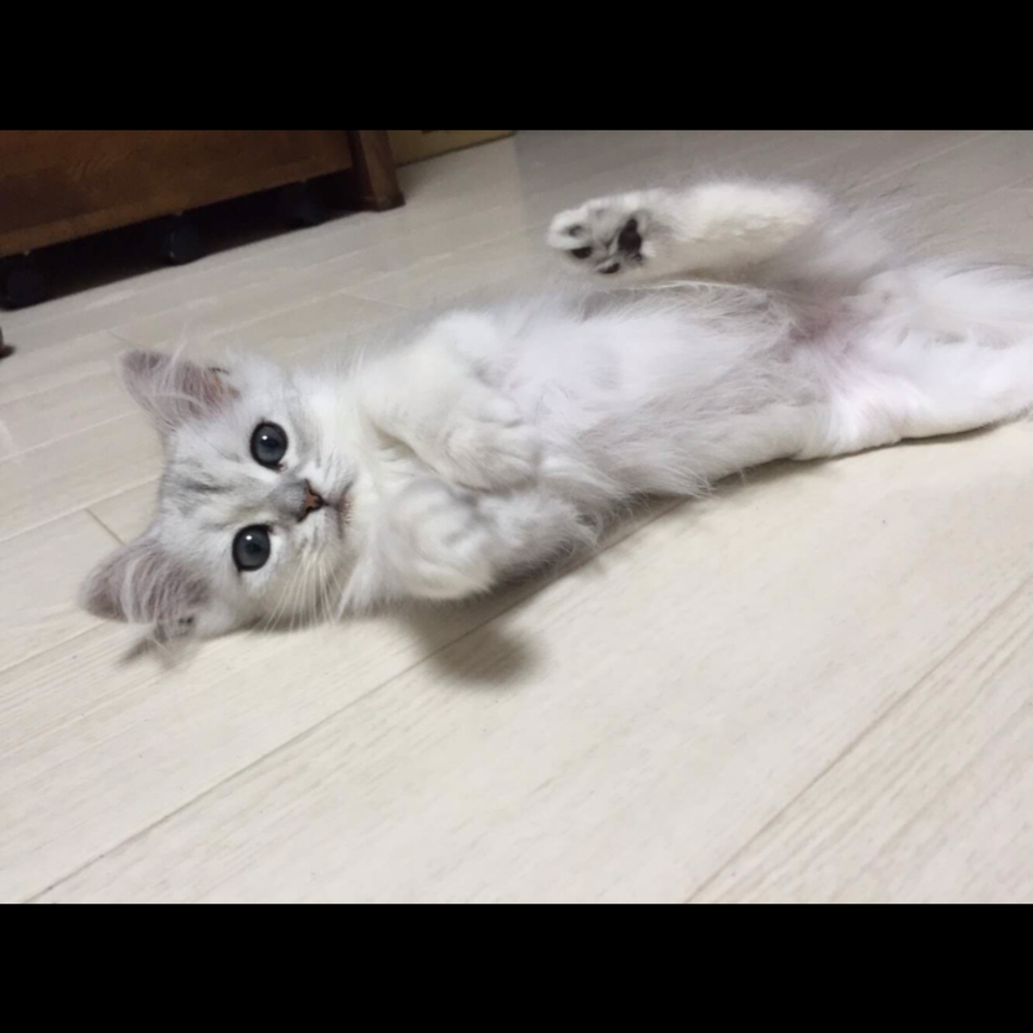 ましゅまろのカバー写真