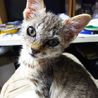 子猫の里親募集です サムネイル2