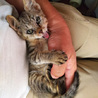 子猫の里親募集です サムネイル5