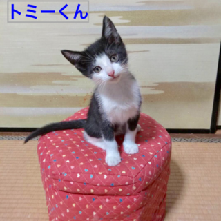 2ヶ月齢の超健康優良児の白黒兄弟