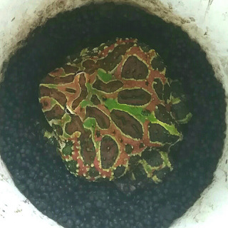 【里親決定！】ベルツノガエル２歳の里親様募集中です