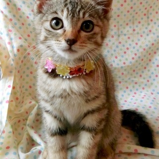 （おかげさまで正式譲渡になりました）