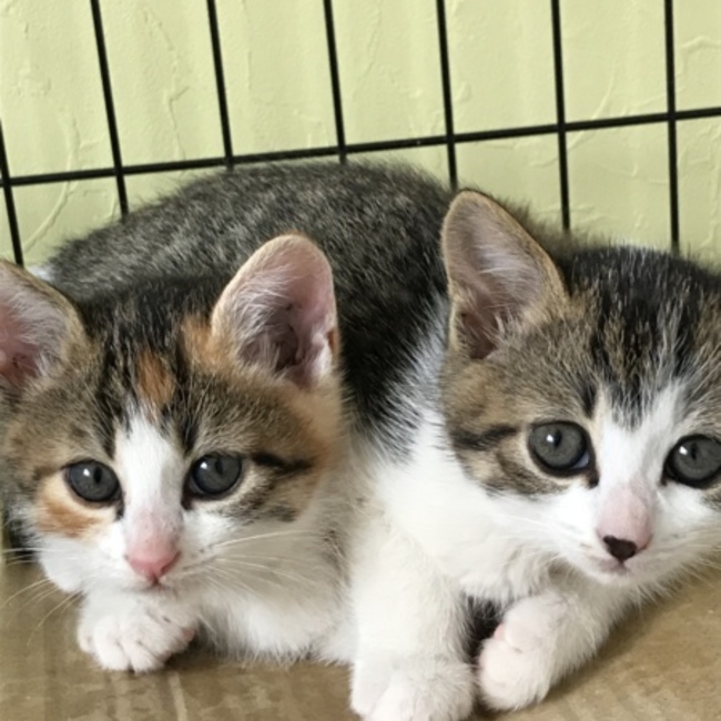 保護猫sosのカバー写真