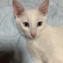 白猫子猫ちゃん！