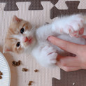 スコティッシュ混じりの茶白くん
