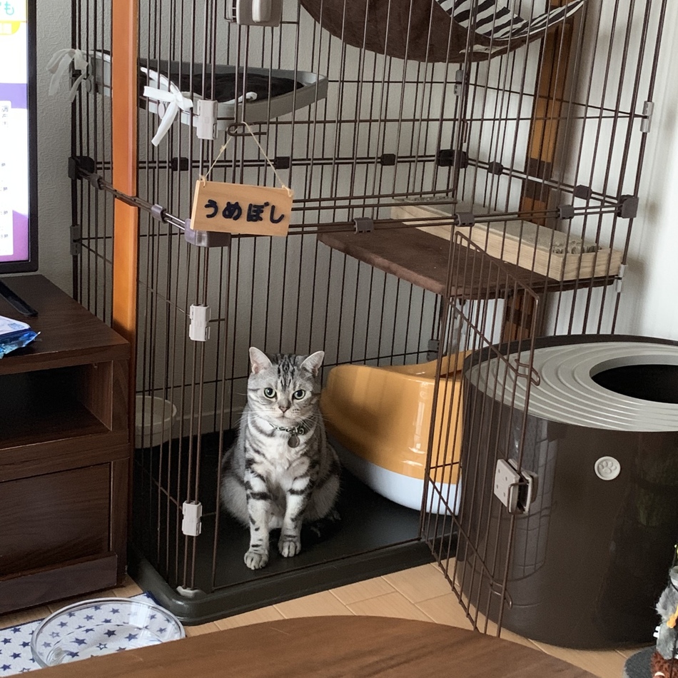 うめぼしのカバー写真