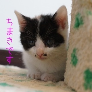 かわいい姉妹にゃん