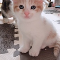 スコティッシュ混じりの白茶ちゃん
