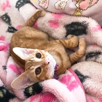 バンビ