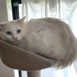 長毛ブルーアイ☆レオ君