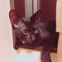 クロエ