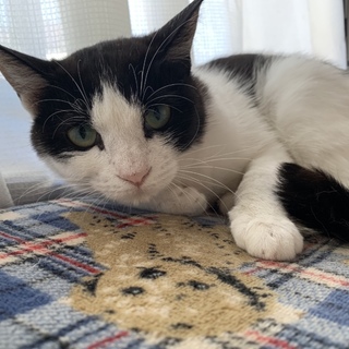 強運の女の子☆ハチワレハナちゃん１歳