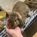 ロップイヤーラビット ♂