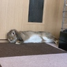 ロップイヤーラビット ♂ サムネイル3