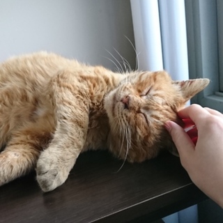 とても優しい子です★