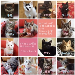 ねこのしっぽ子猫の譲渡会 サムネイル1