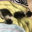 早急！子猫の里親募集！